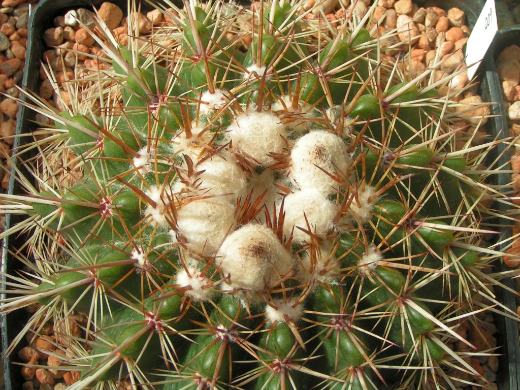 Notocactus roseoluteus